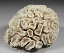 A LARGE PIECE OF CORAL. 8ins long.