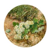 William Hough (fl.1857-1980) A still life with a stem of blossom, a birds egg and heather,