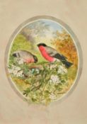 Philip Ashley (Early 20th Century) English School, a collection of four scenes of songbirds in