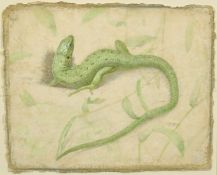 Victor Koulbak (b. 1946), 'Lizard (2007)', silverpoint and watercolour, 10