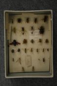 A box containing a collection of bees and other bugs.