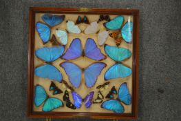 A good old collection of butterflies contained in two folding travelling cases and two further