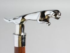 A WALKING STICK with CHROME JAGUAR handle.