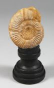 AN AMMONITE SPECIMEN, 3ins high on a circular base.