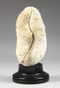A CORAL SPECIMEN, 8ins on a circular base.