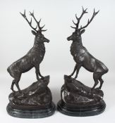 AFTER J. MOIGNIEZ. (1835 - 1894) FRENCH A SUPERB PAIR OF LARGE STAGS. Signed. 27ins high