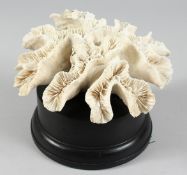 A LARGE CORAL SPECIMEN. 8ins wide on a wooden base.