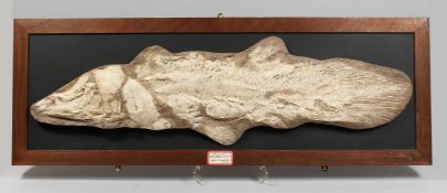 A LARGE CAST OF A PREHISTORIC FISH FOSSIL. AXELRODICHTHYS.