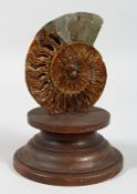 A POLISHED AMMONITE. 5ins on a wooden base.