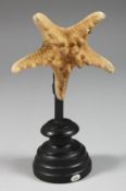 A STAR FISH SPECIMEN 4ins high.