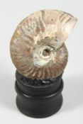 A PEARLY AMMONITE. 2.5ins on a wooden base.