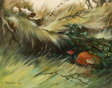 Berrisford Hill (b. 1930) British, A pointer searching for a hidden Pheasant in the undergrowth, oil