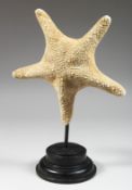 A STAR FISH SPECIMEN, 10ins, on a circular base.