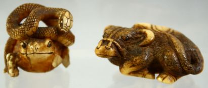 A JAPANESE CARVED AND STAINED IVORY NETSUKE of a water buffalo and another of a toad and snake,
