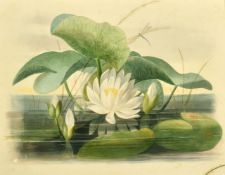 A 19th Century, Botanical study of a water lily and damselflies, watercolour, 11