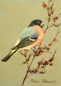 Peter Oliver (20th Century), a study of a bull finch on a branch, oil on board, 8