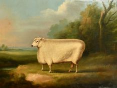 William Henry Davis (1786-1865) British, portrait of a prize winning sheep, oil on canvas, signed