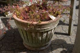 A terracotta plant pot containing plants.