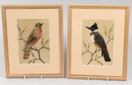 A PAIR OF FRAMED AND GLAZED MEXICAN FEATHER PICTURES OF BIRDS. 8ins x 5.5ins.