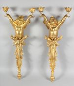 A GOD PAIR OF GILT BRONZE CHERUB SCONCES. 28ins long.