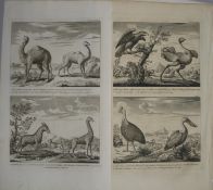 NATURAL HISTORY etc., prints (14).