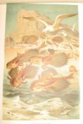 [NATURAL HISTORY] BREHM (Alfred) La Vita Degli Animali, 10 vols., Italian edition, 4to, numerous