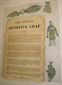 THE CHINESE SENSITIVE LEAF, small printed broadside with three & a half 'sensitive' fish and a