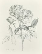 Cavendish Morton (1911-2015) Iceberg Rose, etching, initialed and dated 1971 in pencil,