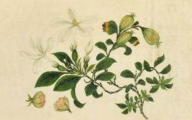 A watercolour of a stem of a tree in bloom with fruit cut in half, 5.75