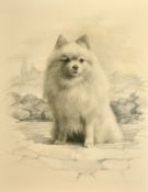 Late 19th Century English School, Two dog portraits of the Spitz breed, pencil and both 15