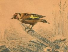 Felix Albert, a group of 3 hand coloured prints of small birds, 7.25