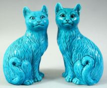 A PAIR OF CHINESE TURQUOISE GLAZE PORCELAIN CAT FIGURES, 20.5cm high.