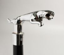 A WALKING STICK WITH CHROME JAGUAR HANDLE. 36ins high.