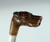 AN EDWARD VII WALKING STICK with carved dog handle. London 1903, 35ins long.