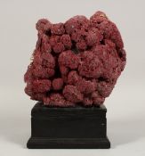 A LARGE RED CORAL SPECIMEN on a wooden base 9ins high.