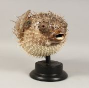 A PUFFER FISH SPECIMEN on a wooden stand. 16ins long.