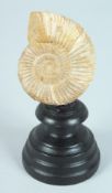 A SMALL 20 MILLION YEAR OLD AMMONITE, 2.5ins on a wooden base.
