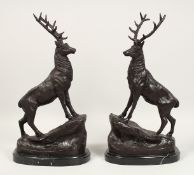 AFTER J. MOIGNIEZ A PAIR OF BRONZE STAGS on a marble base. Signed. 17ins high,