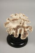 A LARGE CORAL SPECIMEN on a wooden stand. 6ins long.