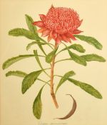 Elsie Margaret Stones (1920-2018), 'Telopea Speciossisima', watercolours, signed and inscribed,
