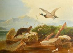 Late 19th Century School, an otter with fish on a large rock with a Mallard flying overhead with