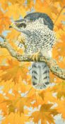 Charles Frederick Tunnicliffe (1901-1979) British, 'Goshawk in a Maple', watercolour, signed, 27