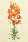 Elsie Margaret Stones (1920-2018), 'Lilium Maxwill', watercolour, signed and inscribed, 19.5