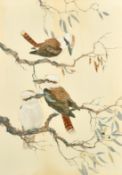 Robin Hill (b. 1932) Australian, 'Kookaburras', a group of three birds, watercolour and gouache,