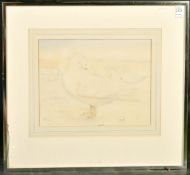 K. Mackie (20th Century), A study of white ducks preening their feathers, watercolour, signed, 10