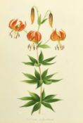 Elsie Margaret Stones (1920-2018), 'Lilium Superbum', watercolour, signed and inscribed, 19.5