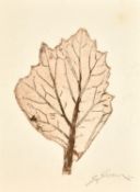 Stella Shawzin (b.1923) South African, a collection of six etchings featuring leaves.