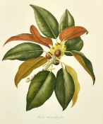 Elsie Margaret Stones (1920-2018), 'Ficus Macrophylla', watercolour, signed and inscribed, 16