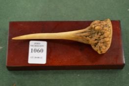 A prehistoric bone tool.