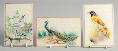 THREE GOOD INDIAN PAINTINGS OF BIRDS ON ALABASTER, each 15cm x 10cm, (3).